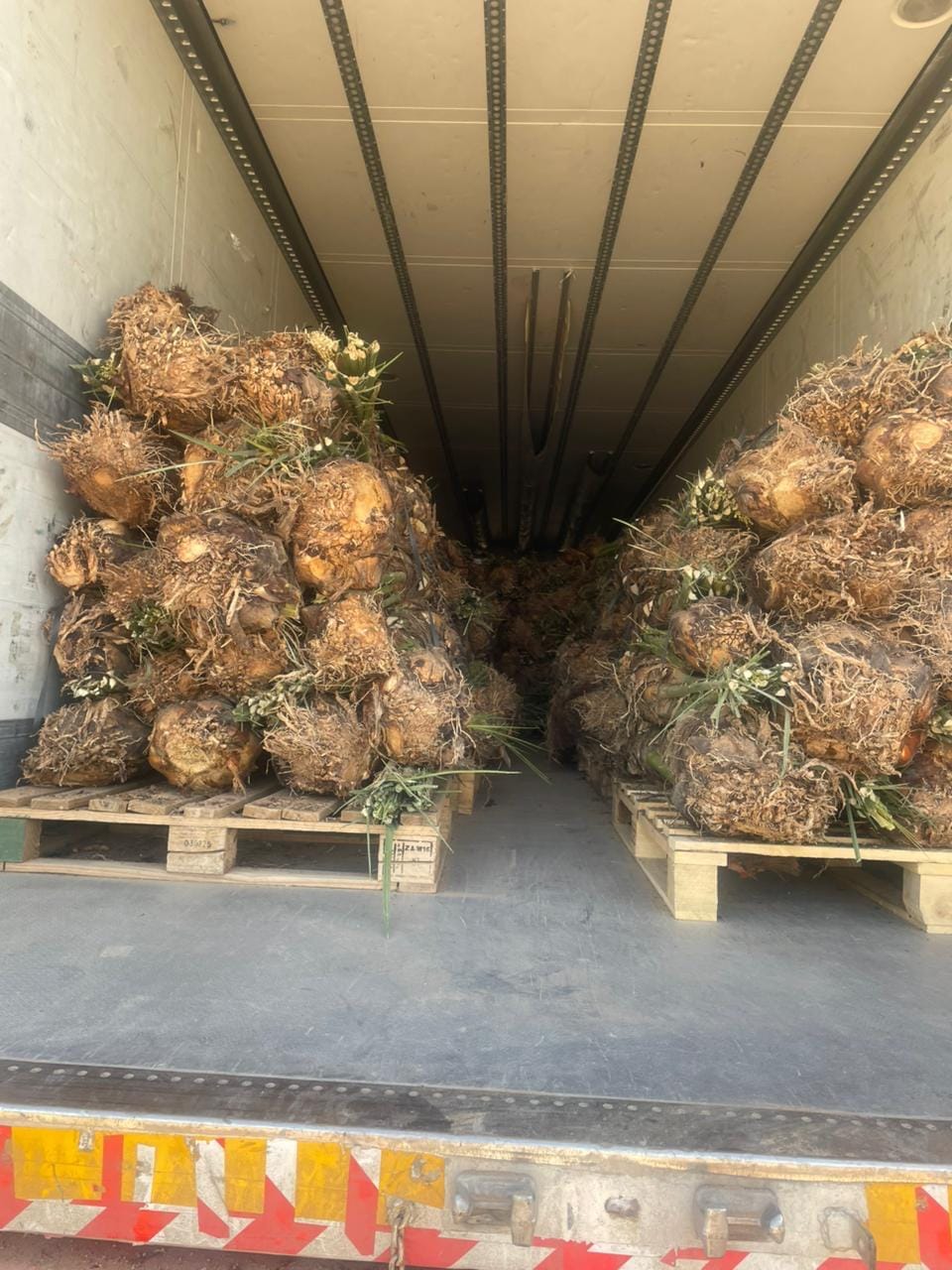 Bulk dispatch of Medjool offshoots supplied by the user